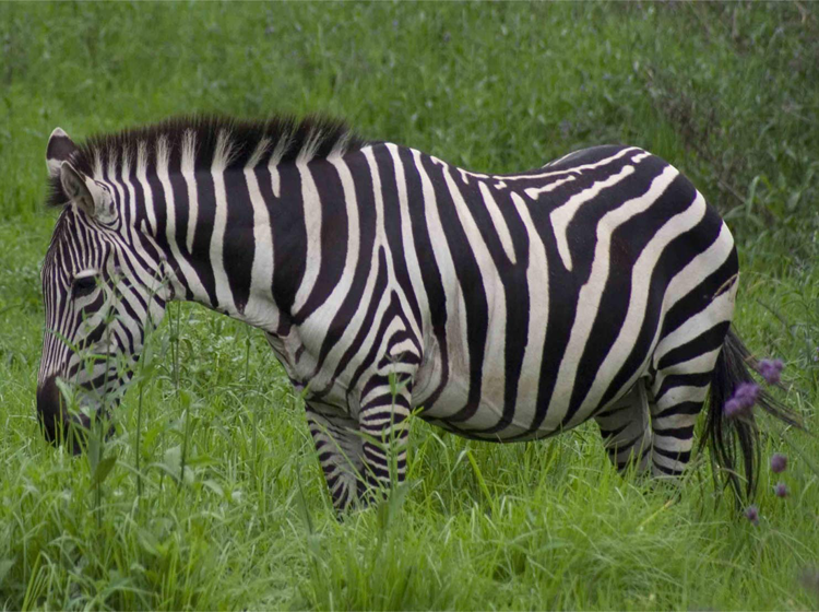 Adult Zebra in Meadow Printable Animal Picture
