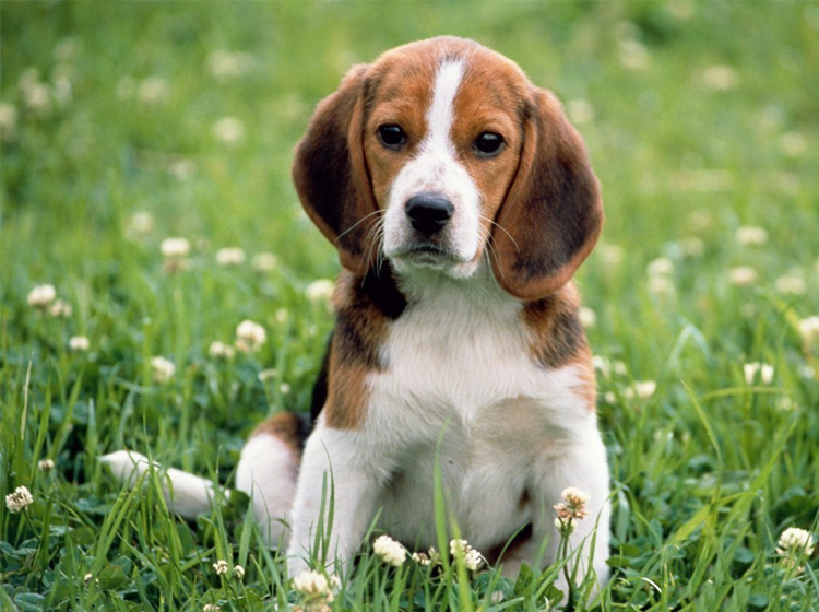 Printable Beagle Animal Picture