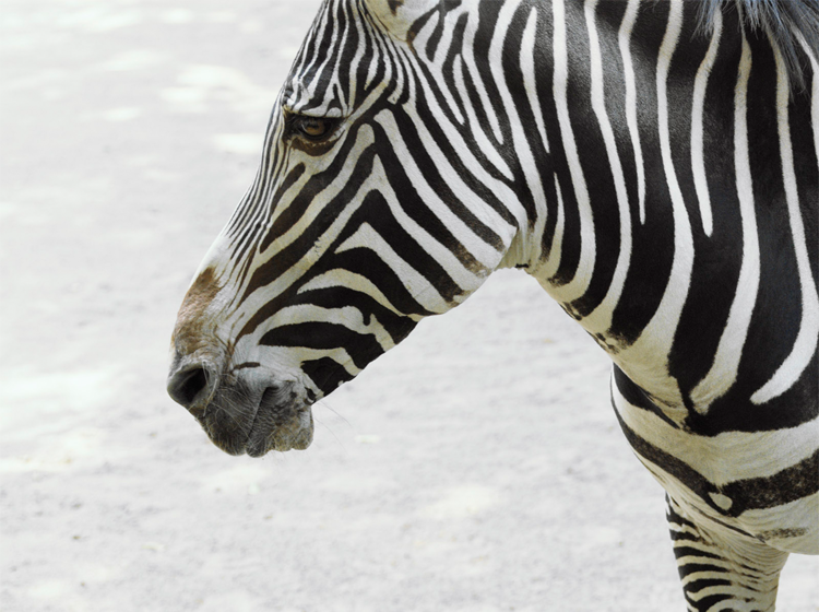 Zebra Contrast Animal Pictures