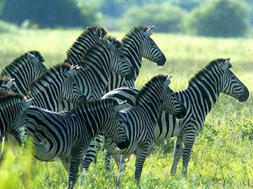 Herd of Zebras in Meadow Printable Animal Pictures