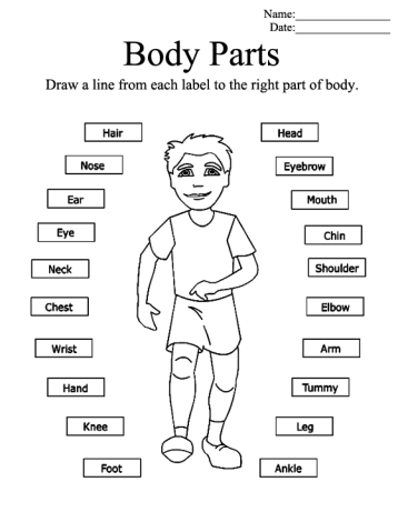 Parts of the Body Printable Worksheets